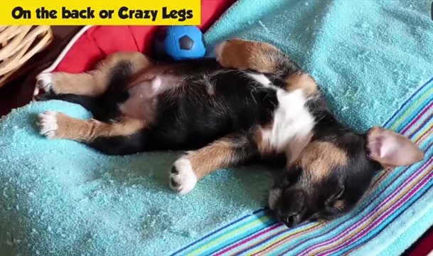 Puppy sleeping on back with legs up showing flexibility and carefree nature