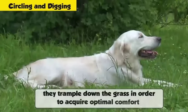 Dog circling and preparing sleeping spot on grass