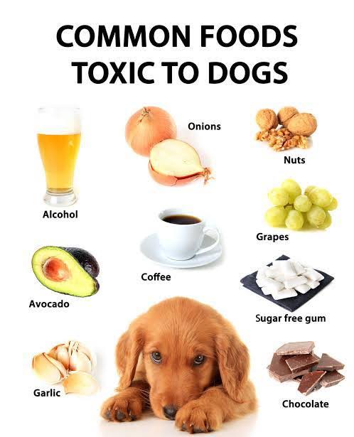Toxic foods for dogs including chocolate, grapes, and onions