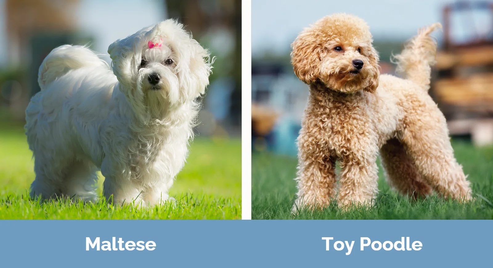 Various hypoallergenic dog breeds