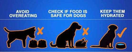 Properly feeding treats to a dog