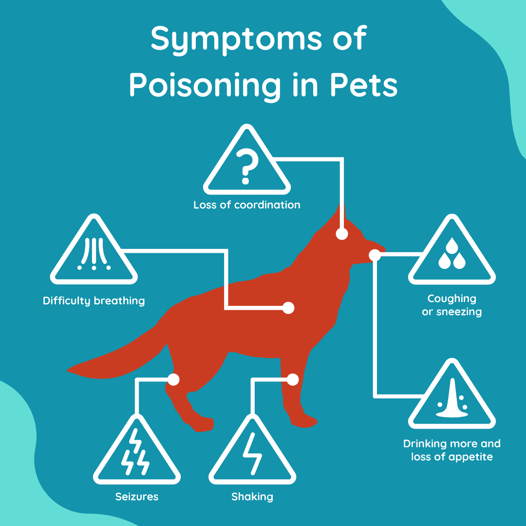 Warning signs of dog poisoning