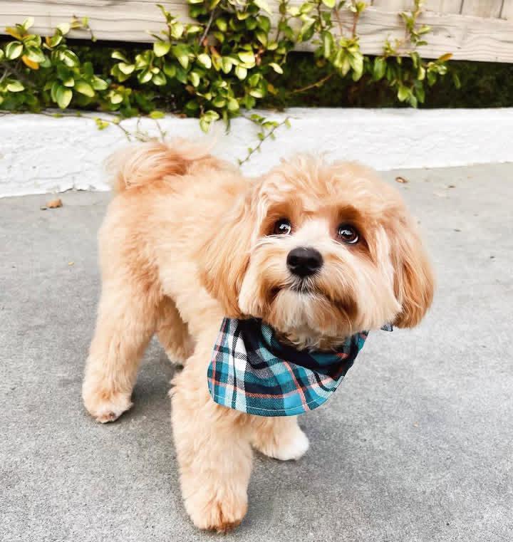 Maltipoo Puppy Cut