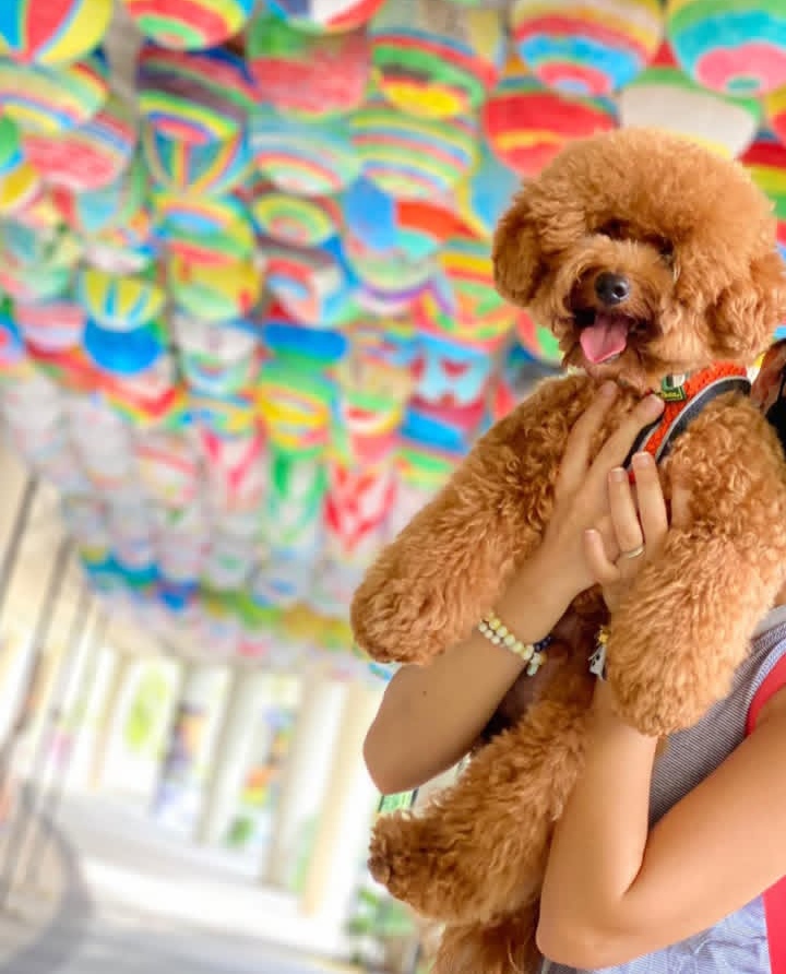 Maltipoo Teddy Bear Cut