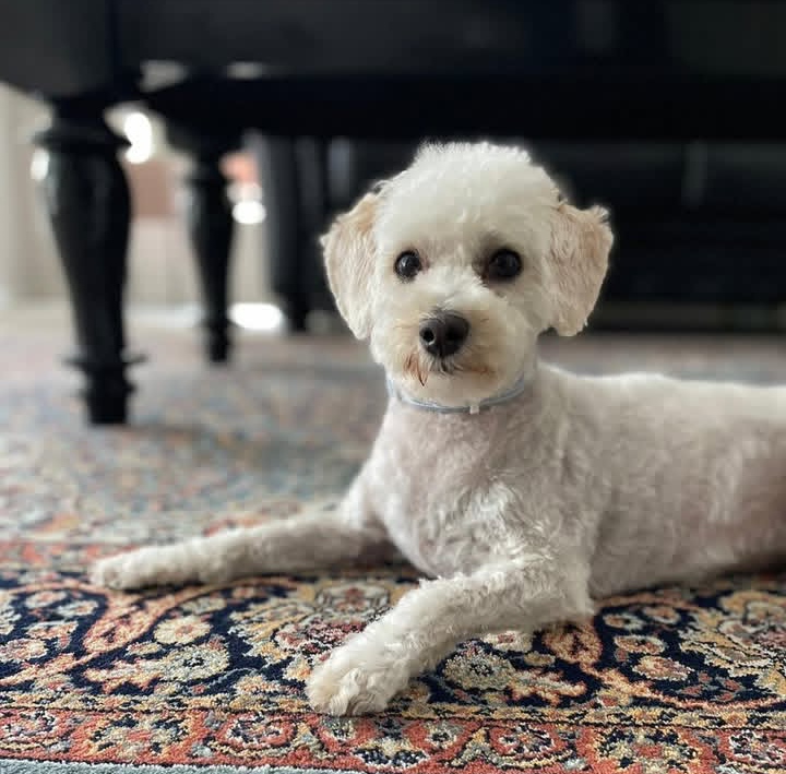 Maltipoo Summer Cut