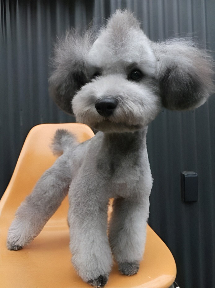 Maltipoo Mohawk Cut