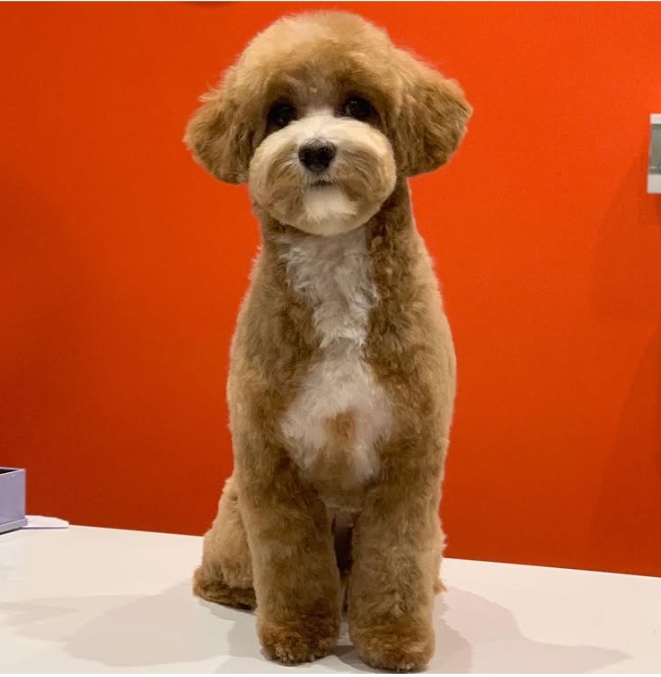 Maltipoo Poodle Cut