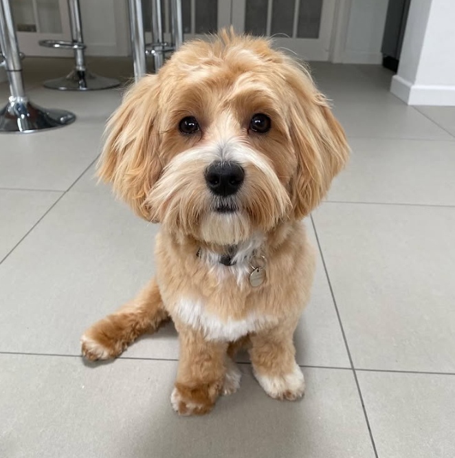 Maltipoo Continental Cut