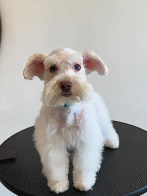 Maltipoo Schnauzer Cut