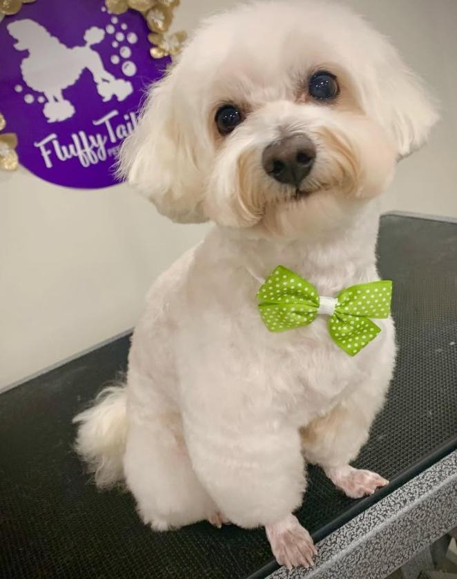 Maltipoo Town and Country Cut