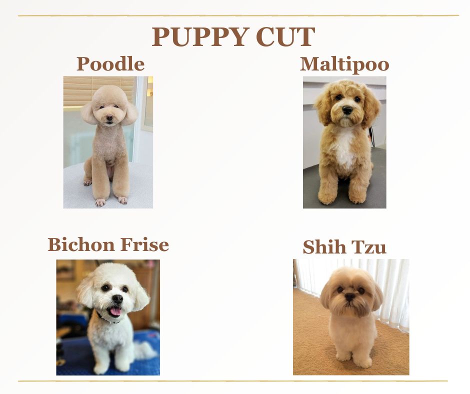 Puppy cut examples on different hypoallergenic breeds