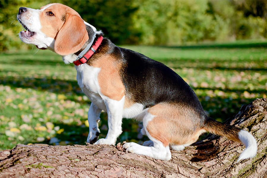 Dog body language and communication