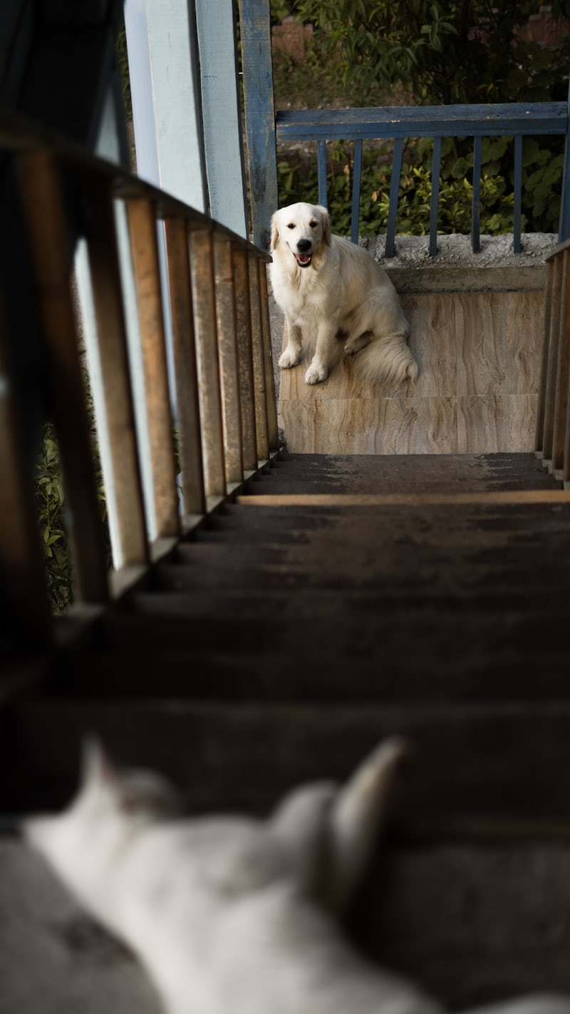 Assessing dog behavior