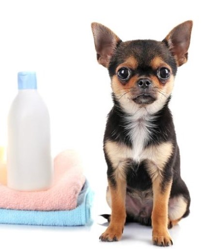 Guide to choosing the right dog shampoo