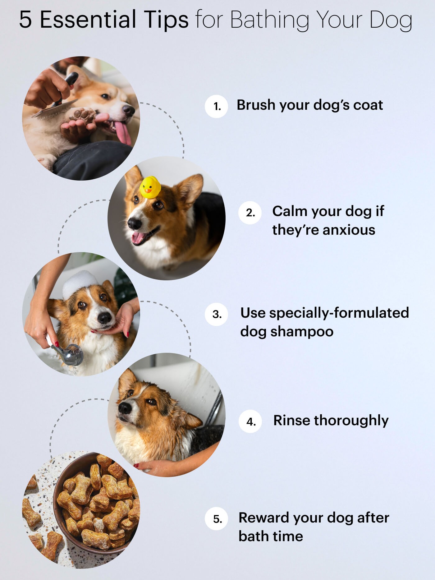 Proper dog bathing technique