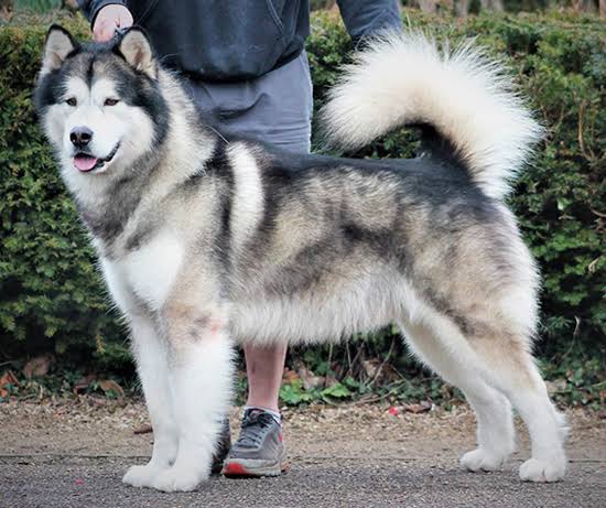 Malamute size comparison with human