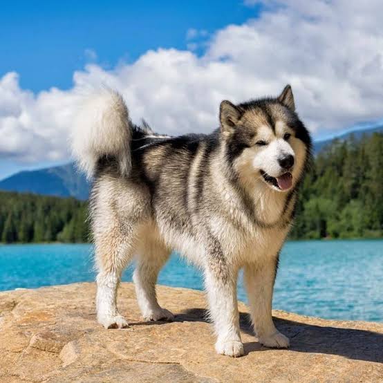 Malamute by the lake