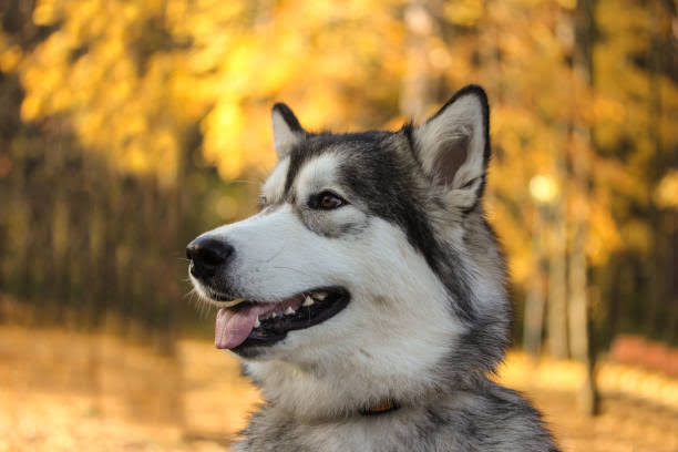 Alaskan Malamute face closeup
