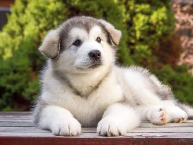 Adorable Malamute puppy