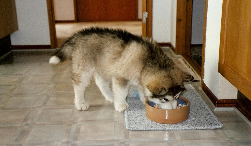 Malamute puppy eating