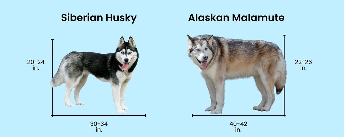 Husky vs Malamute size comparison