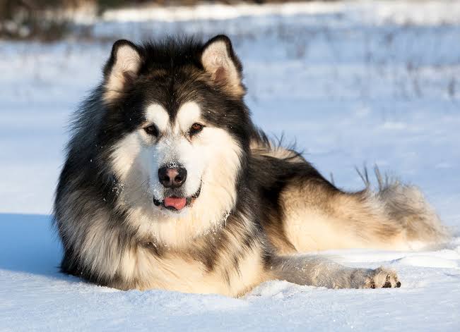 Malamute relaxing on snow