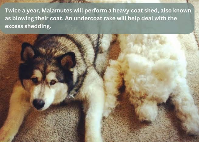 Malamute shedding heavily