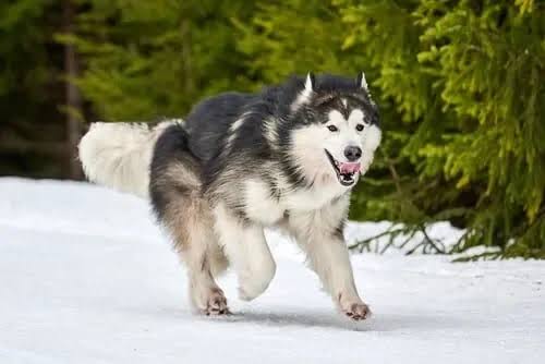 Malamute running through snowy forest