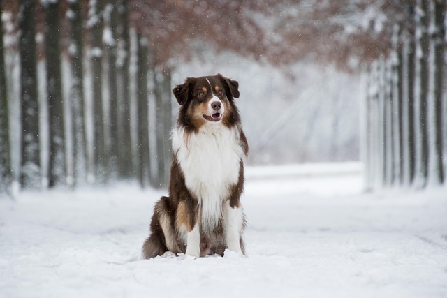 Australian Shepherd in winter