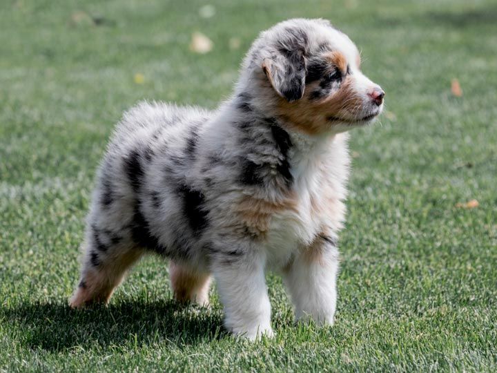 Australian Shepherd puppy