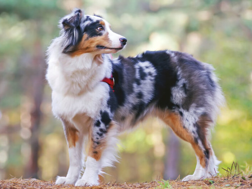 Australian Shepherd full size outside