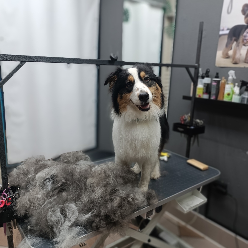 Australian Shepherd being groomed