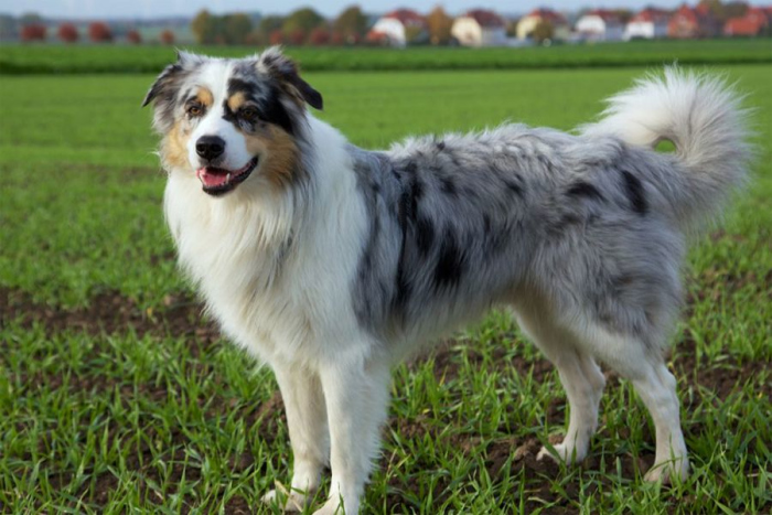 Australian Shepherd on green field