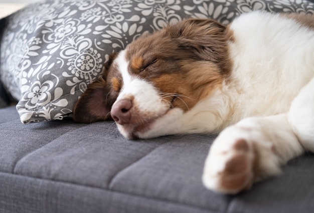 Australian Shepherd sleeping on sofa