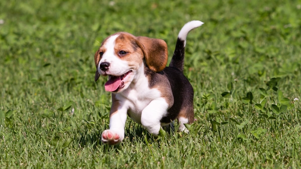 Happy Beagle puppy running