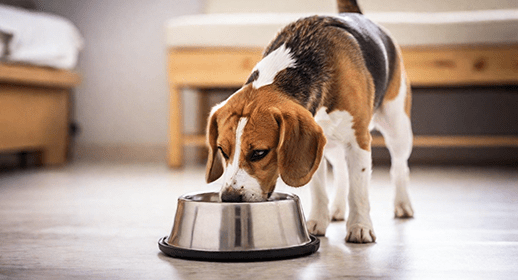 Beagle eating