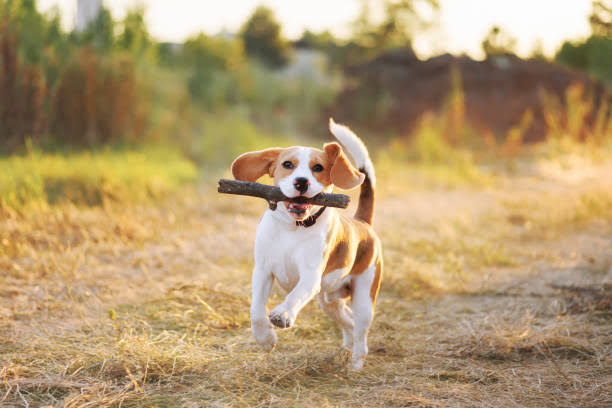 Beagle running with stick