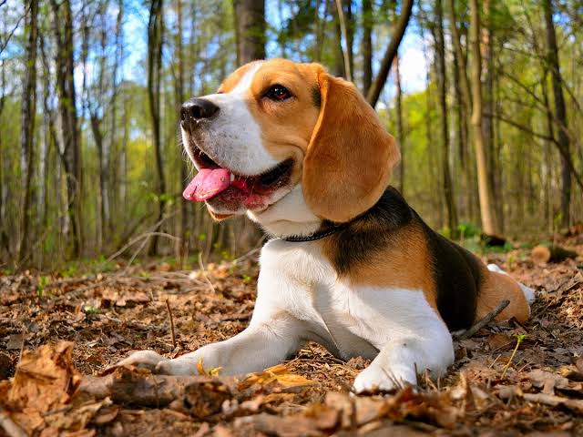 Beagle closeup in autumn forest