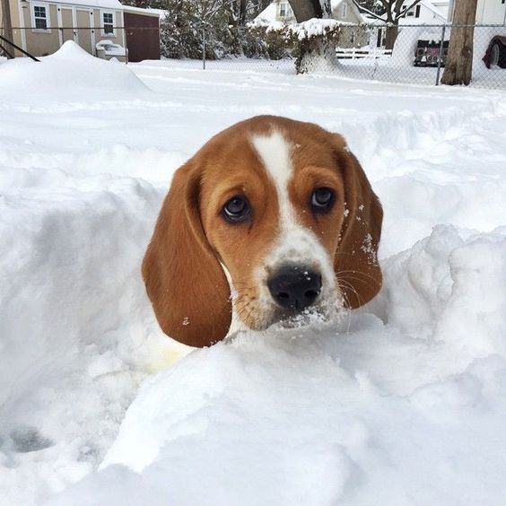 Beagle in snow