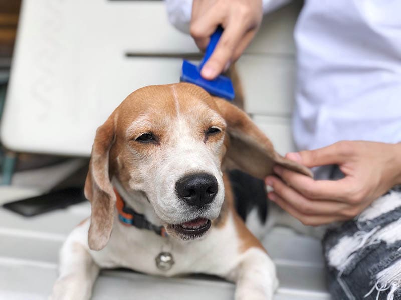 Brushing Beagle with comb