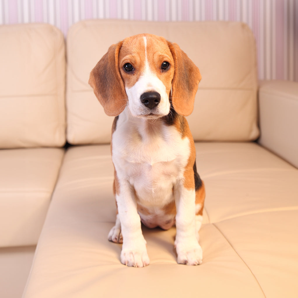 Beagle relaxing on sofa