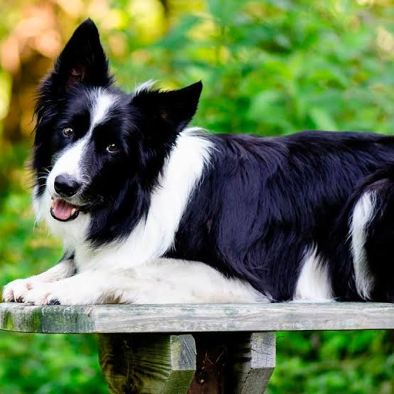 Border Collie relaxing in summer