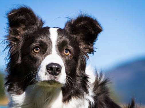 Border Collie face closeup