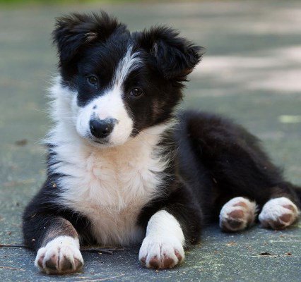 Border Collie puppy