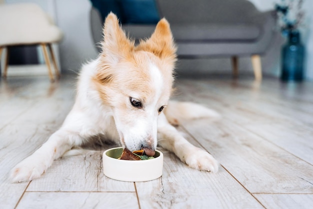 Border Collie eating