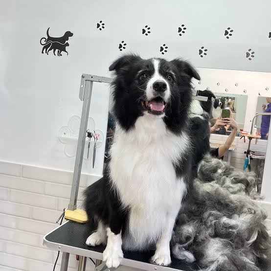 Border Collie grooming
