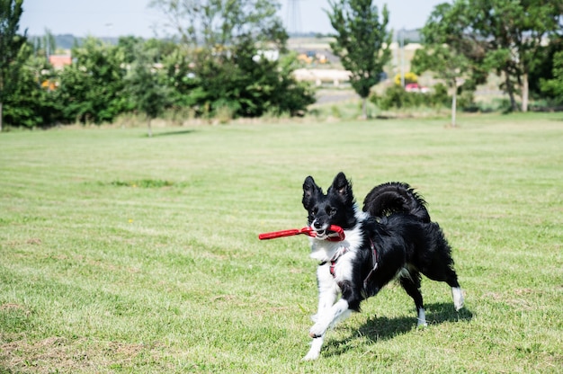 Border Collie running in park