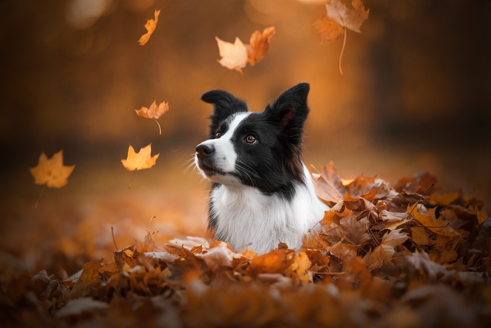 Border Collie in autumn