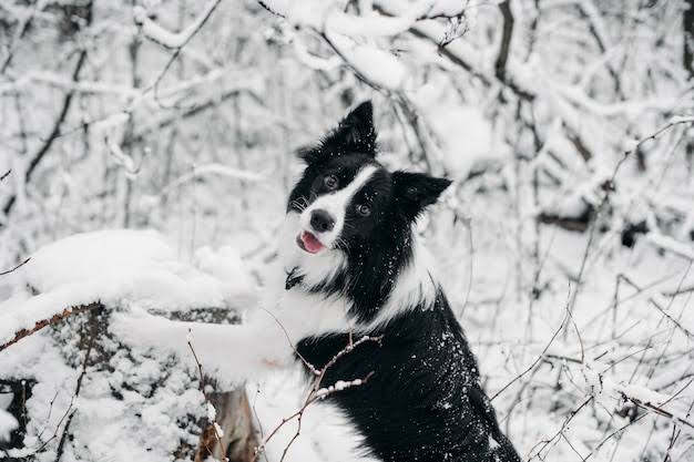 Border Collie in winter