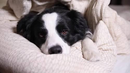 Border Collie resting indoors